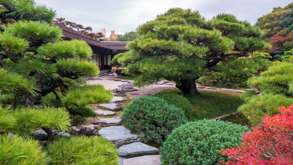 Jardin japonais traditionnel avec chemin de pierres naturelles serpentant entre pins taillés, arbustes d'azalées colorées et végétation luxuriante