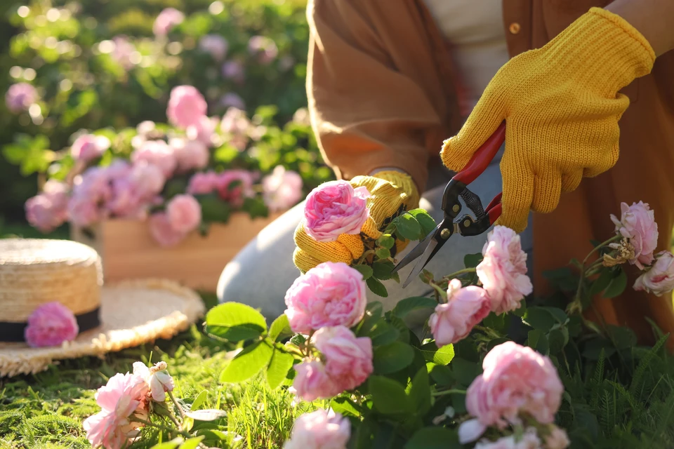 Une femme souriante en chemise à carreaux rose taille des roses dans un jardin verdoyant
