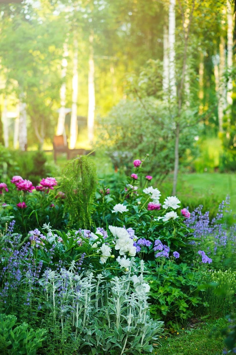 Jardin à la française avec parterres de buis taillés géométriquement, massifs floraux violets et blancs, topiaires cylindriques, vasque ornementale centrale
